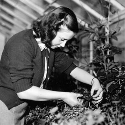 A black and white photograph of a white woman in a greenhouse. She is bent over a plant examining it.
